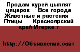 Продам курей цыплят,цицарок. - Все города Животные и растения » Птицы   . Красноярский край,Игарка г.